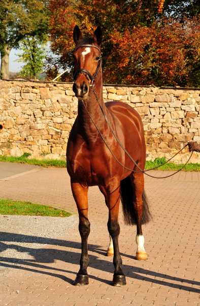 Kabriola v. Freudenfest - Foto: Beate Langels - 
Trakehner Gestt Hmelschenburg