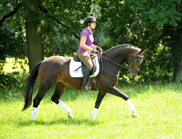 3jähriger Hannoveraner Wallach v. Dancier x Natiello xx , Foto: Beate Langels
