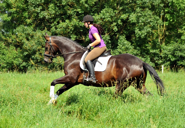 3jähriger Hannoveraner Wallach v. Dancier x Natiello xx , Foto: Beate Langels