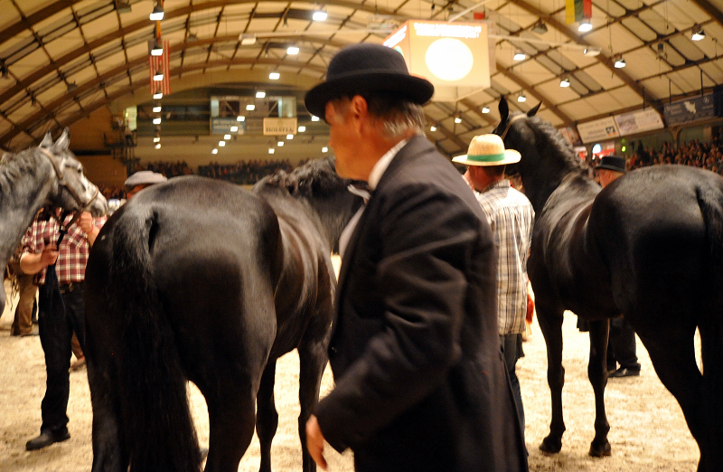 Wehlauer Pferdemarkt - Foto: Beate Langels, Trakehner Gestt Hmelschenburg