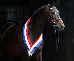 Trakehner Elitestute Schwalbenspiel (11-jährig), Zchter und Besitzer: Trakehner Gestt Hmelschenburg
