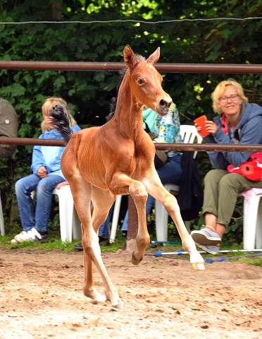 Trakehner Filly by  Oliver Twist out of Pr.u.StPrSt. Vittoria by Exclusiv - Trakehner Gestt Hmelschenburg - 
Foto: Beate Langels - Trakehner Gestt Hmelschenburg