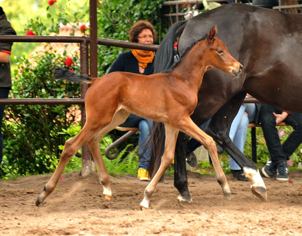 Trakehner Filly by  Oliver Twist out of Pr.u.StPrSt. Vittoria by Exclusiv - Trakehner Gestt Hmelschenburg - 
Foto: Beate Langels - Trakehner Gestt Hmelschenburg