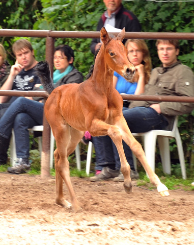 Trakehner Filly by  Oliver Twist out of Pr.u.StPrSt. Vittoria by Exclusiv - Trakehner Gestt Hmelschenburg - 
Foto: Beate Langels - Trakehner Gestt Hmelschenburg