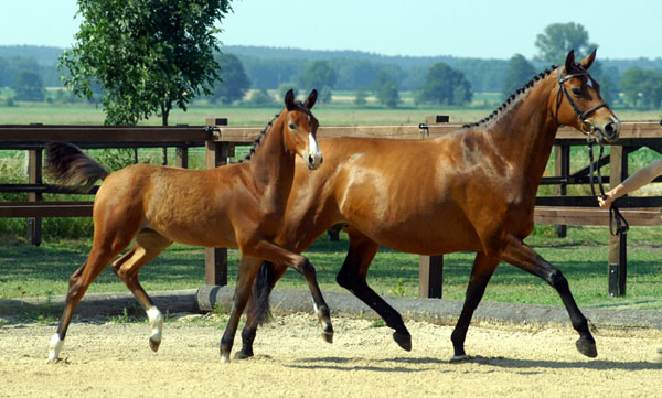 Trakehner Stutfohlen von Alter Fritz u.d. Schwalbenfee v. Freudenfest u.d. Pr.St. Schwalbenlust v. Enrico Caruso -  Foto: Beate Langels