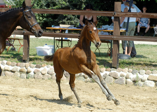 Trakehner Hengstfohlen von Freudenfest u.d. Nakada v. Tambour -  Foto: Beate Langels