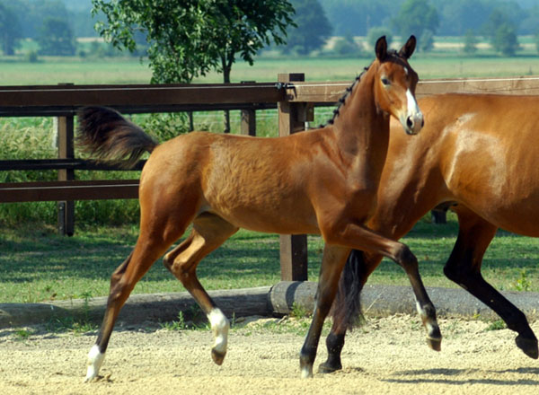 Trakehner Stutfohlen von Alter Fritz u.d. Schwalbenfee v. Freudenfest u.d. Pr.St. Schwalbenlust v. Enrico Caruso -  Foto: Beate Langels