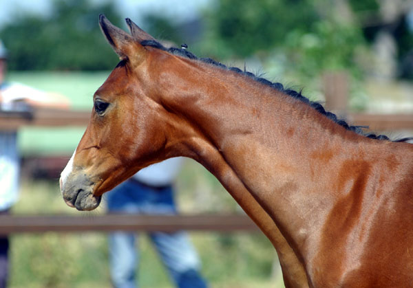 Trakehner Stutfohlen von Alter Fritz u.d. Schwalbenfee v. Freudenfest u.d. Pr.St. Schwalbenlust v. Enrico Caruso -  Foto: Beate Langels