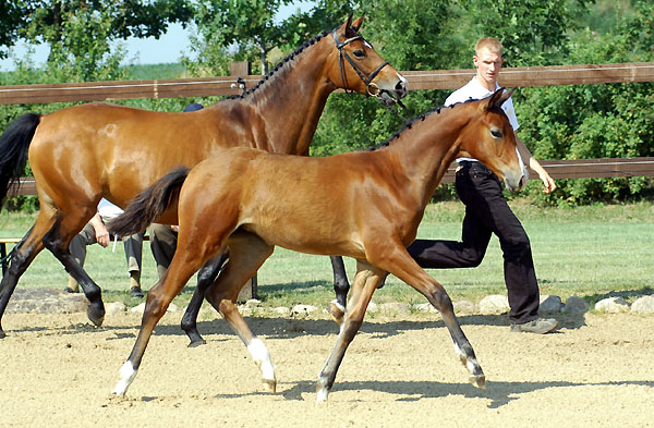 Trakehner Stutfohlen von Alter Fritz u.d. Schwalbenfee v. Freudenfest u.d. Pr.St. Schwalbenlust v. Enrico Caruso -  Foto: Beate Langels