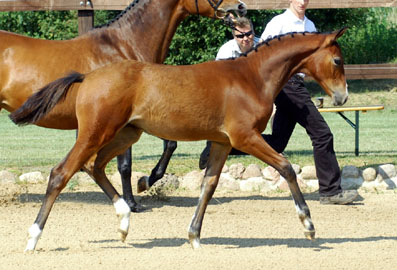 Trakehner Stutfohlen von Alter Fritz u.d. Schwalbenfee v. Freudenfest u.d. Pr.St. Schwalbenlust v. Enrico Caruso -  Foto: Beate Langels