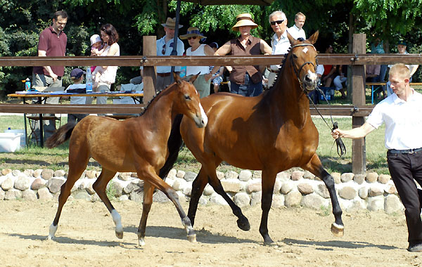 Trakehner Stutfohlen von Alter Fritz u.d. Schwalbenfee v. Freudenfest u.d. Pr.St. Schwalbenlust v. Enrico Caruso -  Foto: Beate Langels