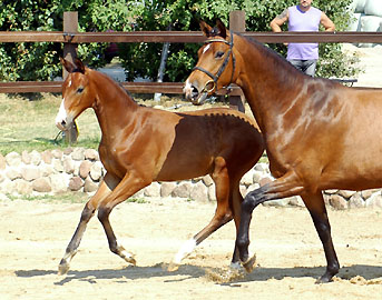 Trakehner Stutfohlen von Alter Fritz u.d. Schwalbenfee v. Freudenfest u.d. Pr.St. Schwalbenlust v. Enrico Caruso -  Foto: Beate Langels