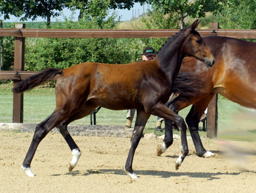 Trakehner Stutfohlen von Shavalou u.d. Elitestute Gloriette v. Kostolany -  Foto: Beate Langels