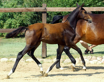 Trakehner Stutfohlen von Shavalou u.d. Elitestute Gloriette v. Kostolany-  Foto: Beate Langels