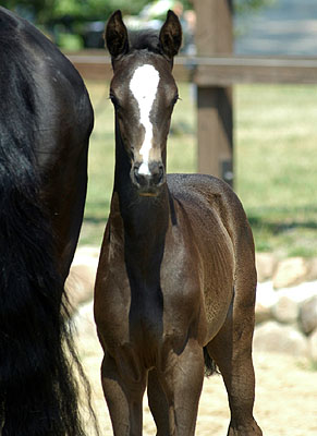 Trakehner Stutfohlen von Exclusiv u.d. Lavinia v. Knigsstein - Foto: Beate Langels, Gestt Hmelschenburg