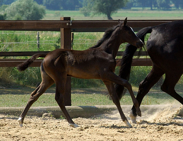 Trakehner Stutfohlen von Exclusiv u.d. Lavinia v. Knigsstein - Foto: Beate Langels, Gestt Hmelschenburg