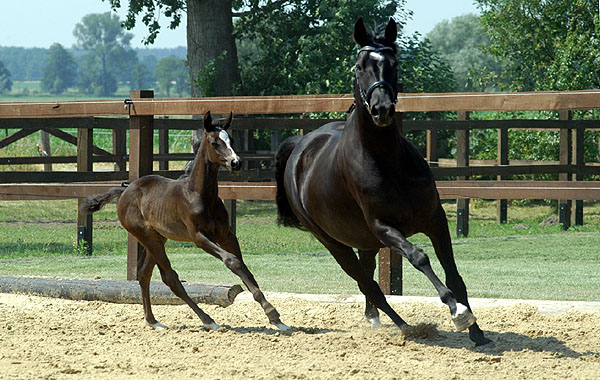 Trakehner Stutfohlen von Exclusiv u.d. Lavinia v. Knigsstein - Foto: Beate Langels, Gestt Hmelschenburg