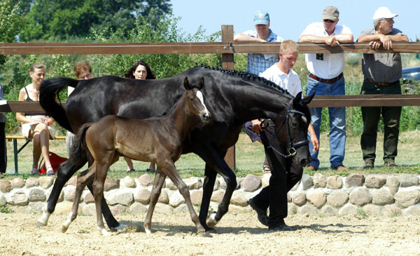 Trakehner Stutfohlen von Exclusiv u.d. Lavinia v. Knigsstein - Foto: Beate Langels, Gestt Hmelschenburg
