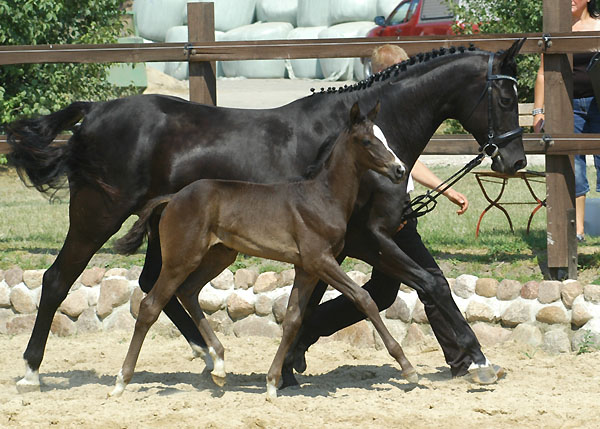 Trakehner Stutfohlen von Exclusiv u.d. Lavinia v. Knigsstein - Foto: Beate Langels, Gestt Hmelschenburg