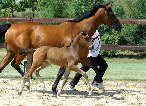 Hengstfohlen von Shavalou u.d. Kalidah Jamal v. Manhattan u.d. ESt. Kassuben v. Enrico Caruso, Foto: Beate Langels, Gestt Hmelschenburg