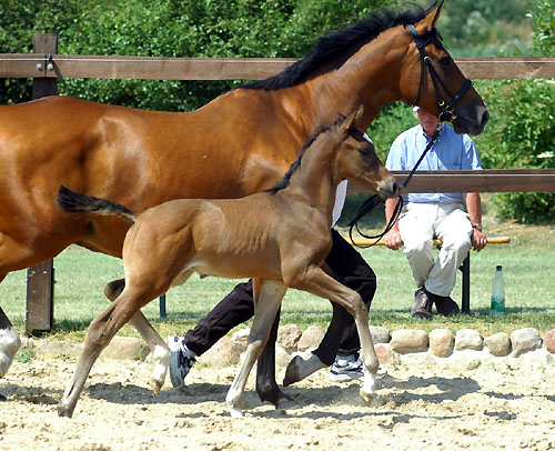 Hengstfohlen von Shavalou u.d. Kalidah Jamal v. Manhattan u.d. ESt. Kassuben v. Enrico Caruso, Foto: Beate Langels, Gestt Hmelschenburg