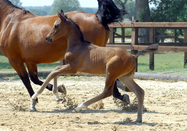 Hengstfohlen von Shavalou u.d. Kalidah Jamal v. Manhattan u.d. ESt. Kassuben v. Enrico Caruso, Foto: Beate Langels, Gestt Hmelschenburg