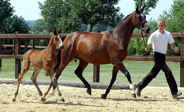 Karalina v. Exclusiv mit ihrem Hengstfohlen von Summertime, Foto: Beate Langels, Gestt Hmelschenburg