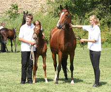 Stutfohlen von Freudenfest u.d. Grand Dame