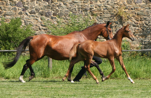 Trakehner Stutfohlen von Freudenfest u.d. StPrSt. Grand Dame v. Kennedy, Foto: Meisner