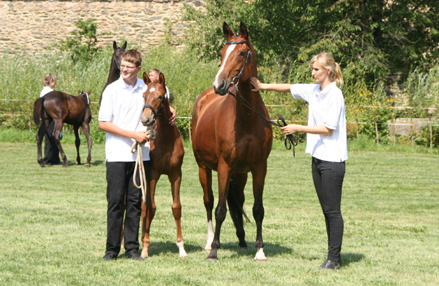 Trakehner Stutfohlen von Freudenfest u.d. StPrSt. Grand Dame v. Kennedy, Foto: Meisner