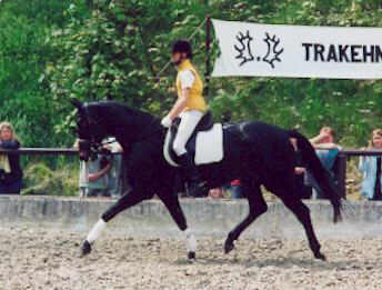 Vicenza v. Showmaster (3-jährig) - geritten von der 14.jährigen Larissa Stupperich