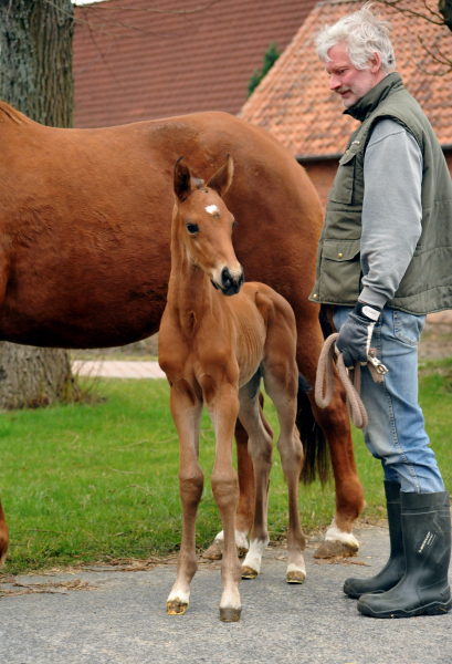 Trakehner Hengstfohlen von Saint Cyr u.d. Mette v. Buddenbrock, Foto: Beate Langels
