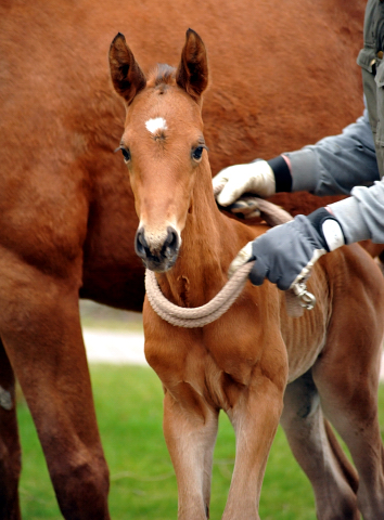 Trakehner Hengstfohlen von Saint Cyr u.d. Mette v. Buddenbrock, Foto: Beate Langels