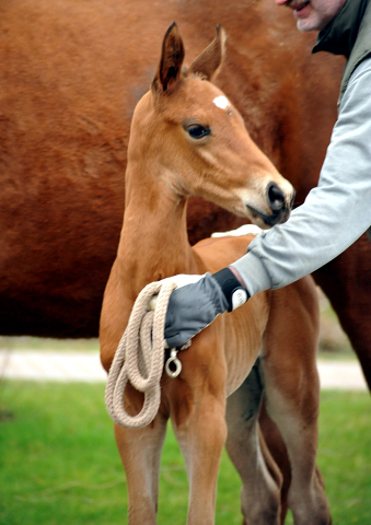Trakehner Hengstfohlen von Saint Cyr u.d. Mette v. Buddenbrock, Foto: Beate Langels