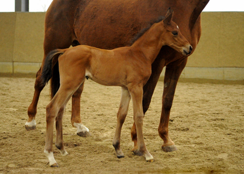 Trakehner Hengstfohlen von Saint Cyr u.d. Mette v. Buddenbrock, Foto: Beate Langels