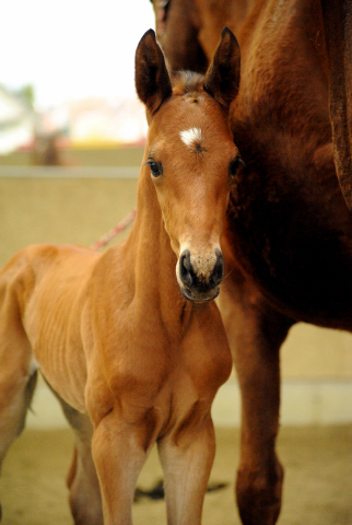Trakehner Hengstfohlen von Saint Cyr u.d. Mette v. Buddenbrock, Foto: Beate Langels
