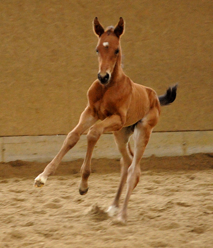 Trakehner Hengstfohlen von Saint Cyr u.d. Mette v. Buddenbrock, Foto: Beate Langels