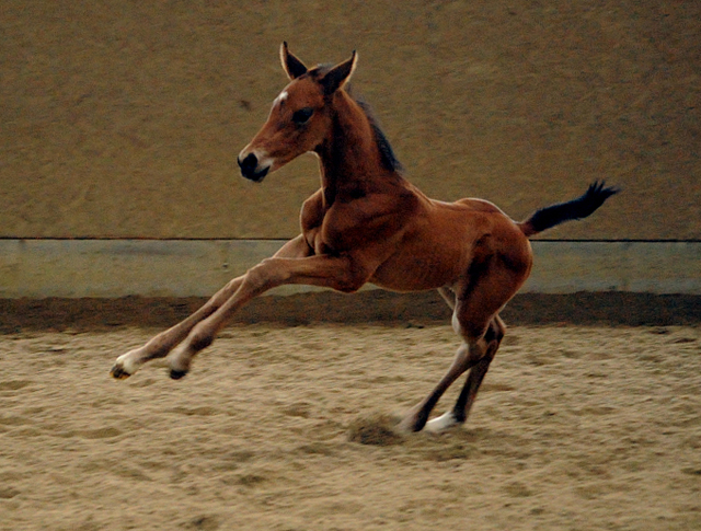Trakehner Hengstfohlen von Saint Cyr u.d. Mette v. Buddenbrock, Foto: Beate Langels