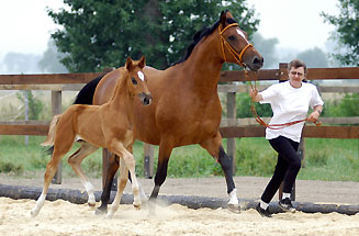 Hengstfohlen von Showmaster u.d. Kalidah Jamal v. Manhattan