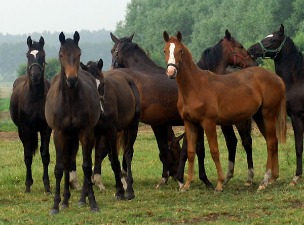 6 Tage alt: Gruppe der Jhrlngsstuten - Foto: Beate Langels, Gestt Hmelschenburg