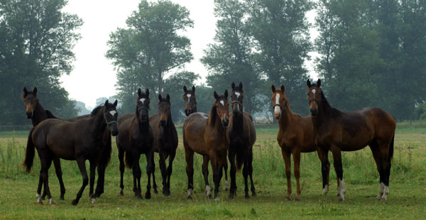 , Foto: Beate Langels, Gestt Hmelschenburg