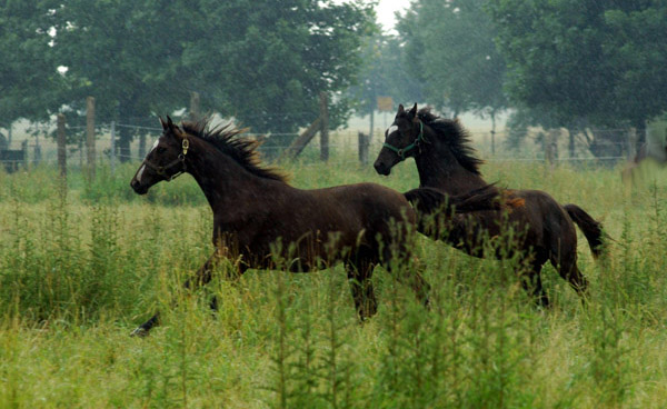 hinten: Schwalbensiegel v. Kostolany, Foto Beate Langels, Gestt Hmelschenburg