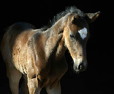 one day old: Trakehner filly by Kostolany out of Pr. and StPrSt. Schwalbenfeder by Summertime