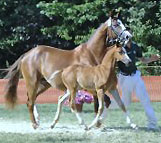 3. Platz der Fohlenschau in Goch: Stutfohlen von Freudenfest x Lowelas, Zchter: Familie Krautkrmer