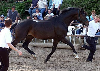 2jhriger Trakehner v. Gribaldi u.d. Pr.St. Schwalbenspiel v. Exclusiv