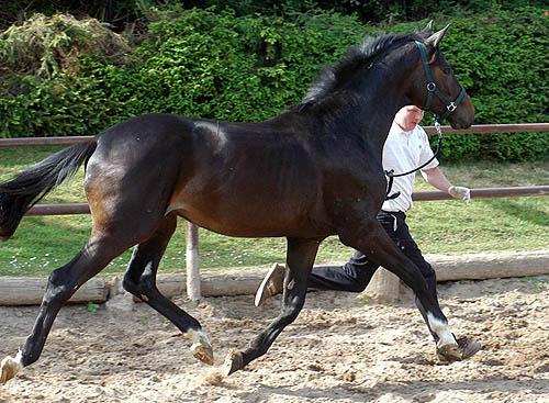 Zweijhriger Trakehner von Gribaldi u.d. Pr.St. Schwalbenspiel v. Exclusiv