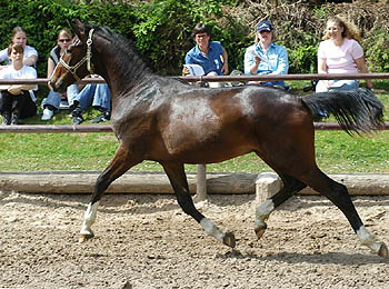 Jhrlingshengst v. Freudenfest u.d. Schwalbenflair v. Exclusiv, Trakehner Gestt Hmelschenburg