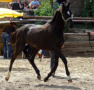 Jhrling von Kostolany - Saint Cloud