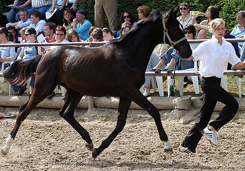 Trakehner Jhrlingshengst von Kostolany - Saint Cloud