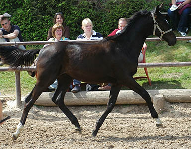 Trakehner Jhrlingshengst von Kostolany - Trakehner Gestt Hmelschenburg